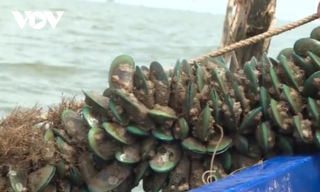 Green mussel farming makes farmers in Kien Giang better off