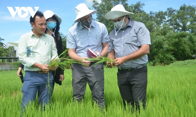 Kien Giang tries to improve value chains of rice and mango
