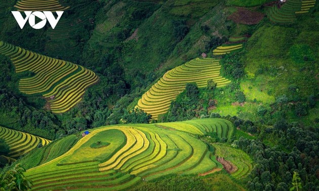 Woman preserves picturesque terraced fields in Mu Cang Chai