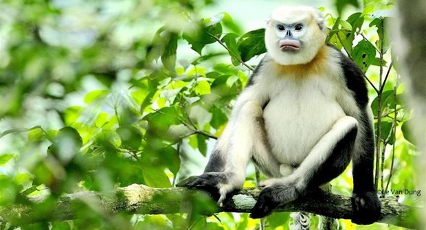 Ha Giang teams up with FFI to protect Tonkin snub-nosed monkeys