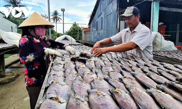 OCOP improves the brand of U Minh dried snakeskin gourami in Ca Mau