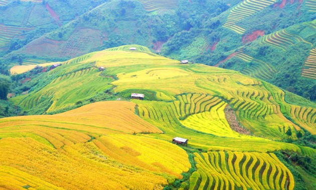 Terraced fields produce prosperous harvests