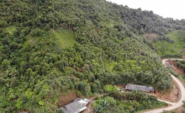 Son La’s docynia indica trees enter harvest season