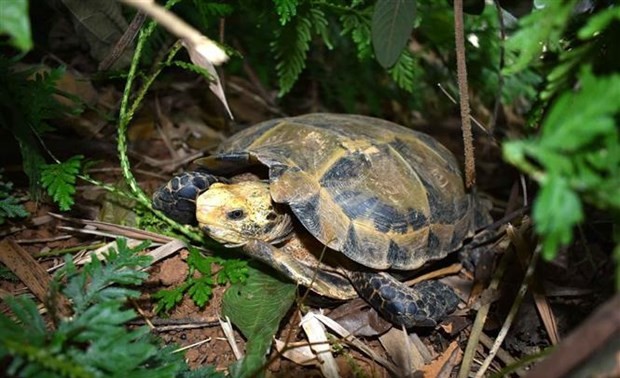 Rare turtles found in Vietnam’s Pu Hu nature reserve