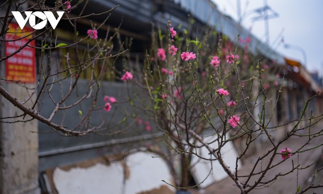 Peach blossoms signal first sign of Tet in Hanoi