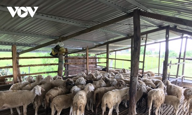 Farmers in Ninh Thuan province get rich by sheep farming