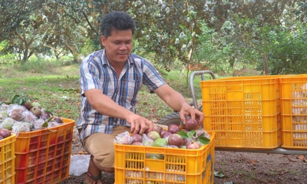 Soc Trang’s purple star apple farmers prosper as exports to US grow