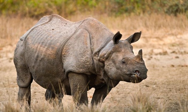 2022 records no rhino poaching in Assam, India