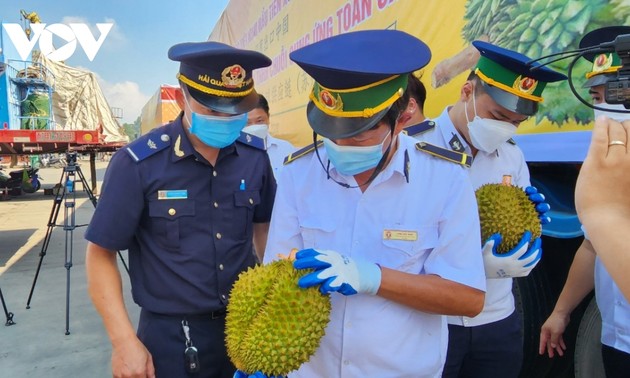 Vietnamese farmers persistent in bringing their durians to the Chinese market