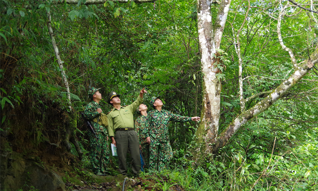 Vietnam works toward sustainable afforestation 