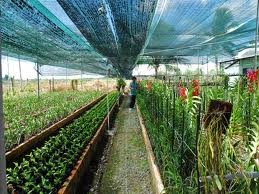 Elever la qualité des produits agricoles vietnamiens