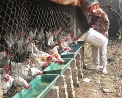 Lutte contre la grippe aviaire