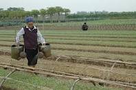 La redistribution des terrains agricoles à Hanoi 