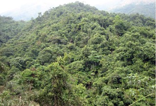 Protection et développement des forêts du Vietnam entre 2011 et 2020