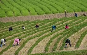 Le Vietnam et la RPD de Corée coopèrent dans l'agriculture