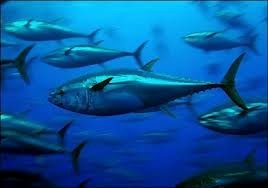 Colloque sur la gestion de la pêche au thon au Vietnam