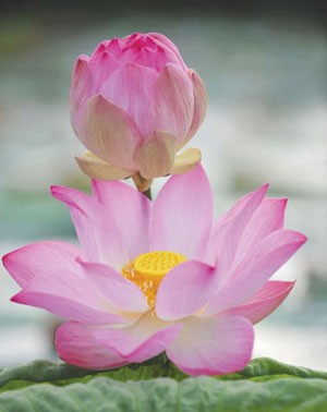 Le photographe Tran Bich et les lotus