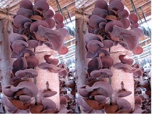 La culture des champignons à Ha Nam