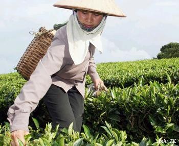 Le thé vietnamien améliore sa qualité