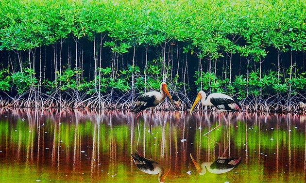 Parc national de Mui Ca Mau - nouveau site Ramsar du monde