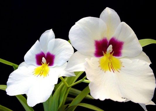 Orchidée - la reine des fleurs