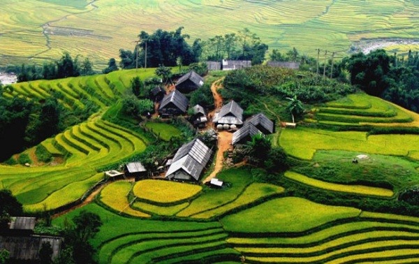 Les rizières en terrasse du Nord du Vietnam