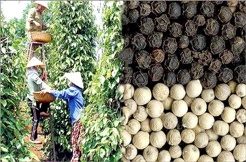 Vietnam,  premier exportateur mondial de poivre