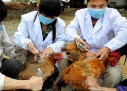 Le Vietnam est prêt à affronter la grippe A H7N9