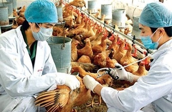 Intensifier la lutte contre la grippe aviaire H7N9