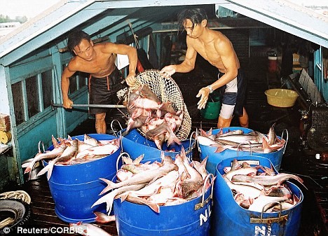 Les pangas vietnamiens sont parmi les poissons les plus consommés en Australie