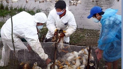 Grippe aviaire : les contrôles sont renforcés à la frontière