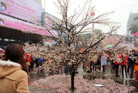Ouverture de la fête des fleurs de cerisier à Hanoï
