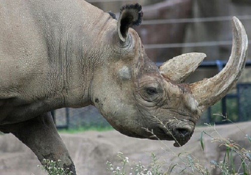 Entreprises vietnamiennes : non à la consommation des cornes de rhinocéros