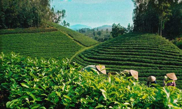La valeur d’exportations du thé a atteint 37 millions de dollars 