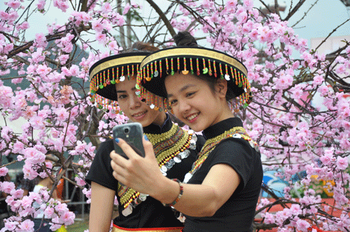 La fête des fleurs de cerisiers a Halong  