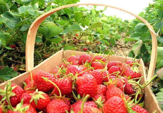 Jardin de fraises à Dalat