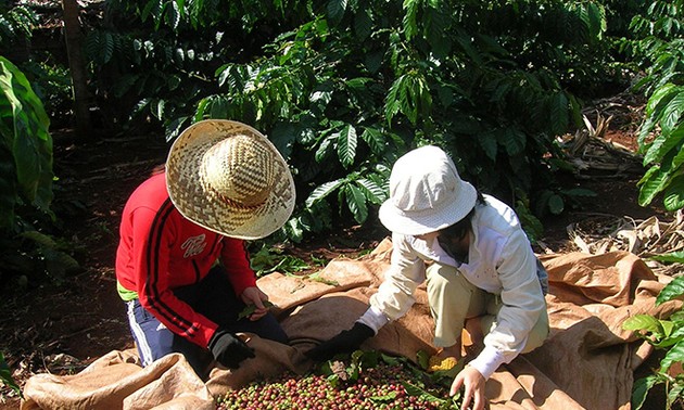 De nouveaux marchés d’export pour les produits agricoles vietnamiens