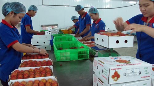 Vietnam: 120 millions de dollars par mois pour les exportations de fruits et de légumes