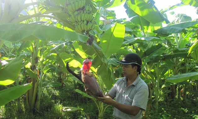 Yên Châu plante des bananiers pour sortir de la pauvreté