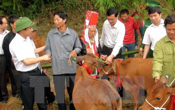 Des bœufs reproducteurs aux foyers pauvres de Hà Giang
