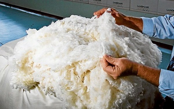 Les producteurs de laine australiens se tournent vers le Vietnam 