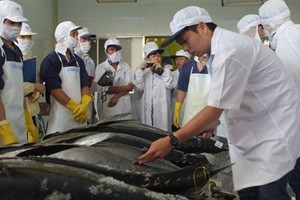 Le Vietnam plaide pour l’exportation du thon vers le Japon