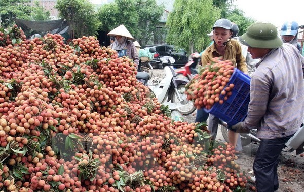Exportation en mai des premiers litchis vietnamiens vers les Etats-Unis
