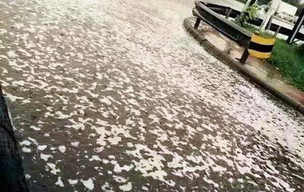 À Tianjin, après la pluie, une mystérieuse mousse blanche envahit la ville