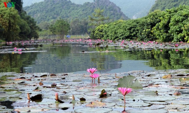 Début de la saison des fleurs de nénuphars sur le ruisseau Yên