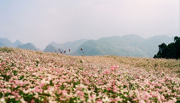 Hà Giang, la prairie en fleurs de sarrasin