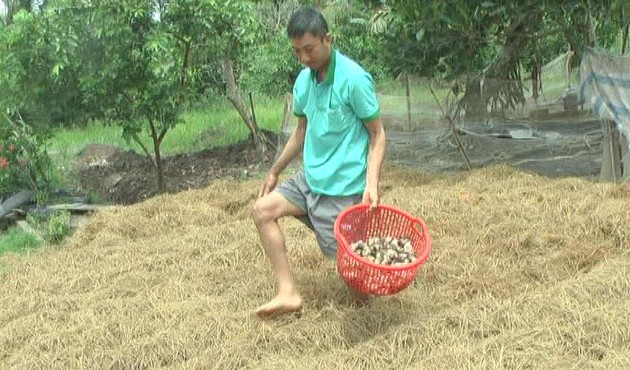 Les agriculteurs de Sóc Trăng misent sur la culture des champignons