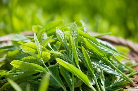 Le thé: l’or vert de Tuyên Quang
