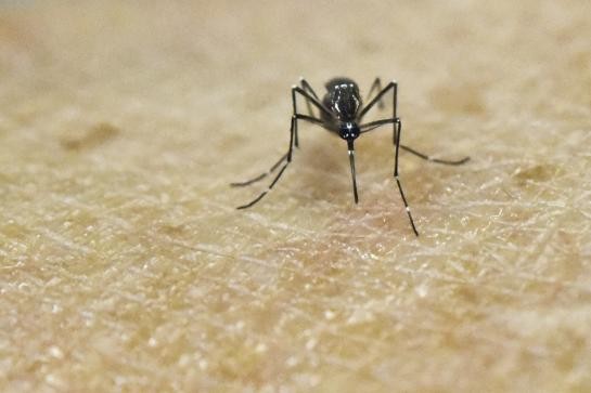 Le premier patient porteur du virus Zika sort de l'hôpital