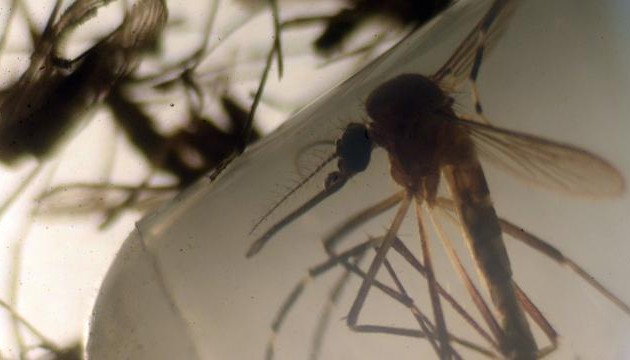Zika : Premiers cas en République Tchèque et au Japon